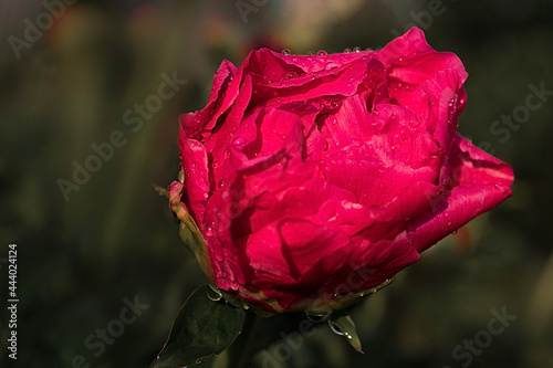 red peony bud blooms after rain