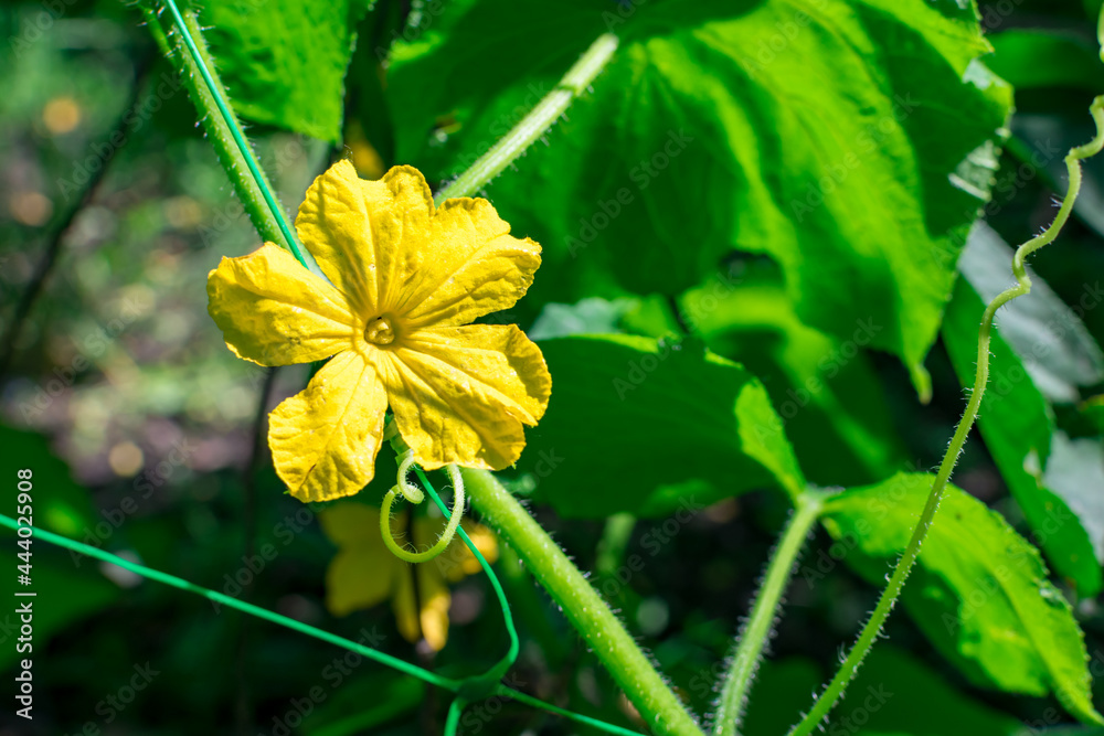 Yellow cucumber flower close-up in the rays of the sun on a blurred background of green leaves. Selective focus. Growing vegetables. Yellow cucumber flower close-up in the rays of the sun on a blurred background of green leaves. Selective focus. Growing vegetables.