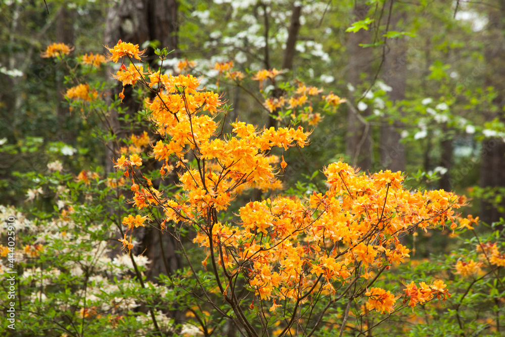Obraz premium Orange flowers in a garden