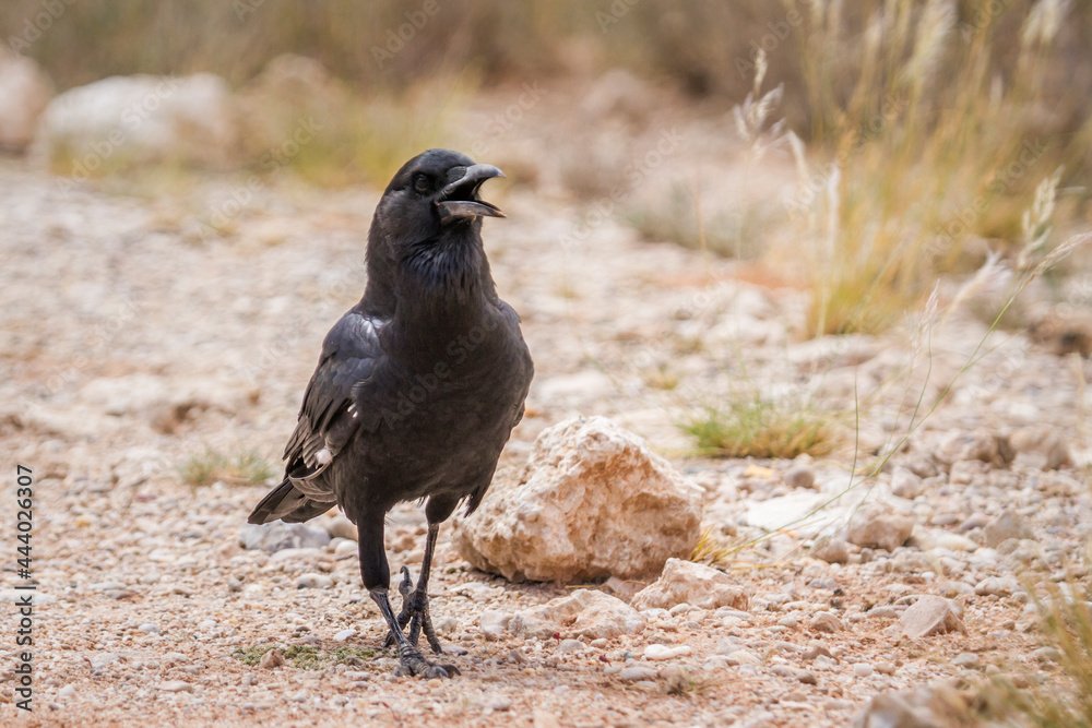 Obraz premium Cape Crow walking on ground in Kgalagadi transfrontier park, South Africa; specie Corvus capensis family of Corvidae