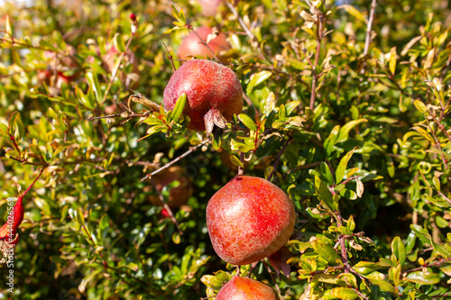 Close up on miniture  pomegranates on a pomegranate tree photo