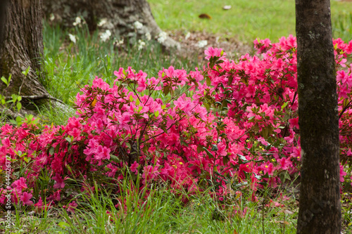 Fototapeta Naklejka Na Ścianę i Meble -  Pink Azalea blooming in the sunshine