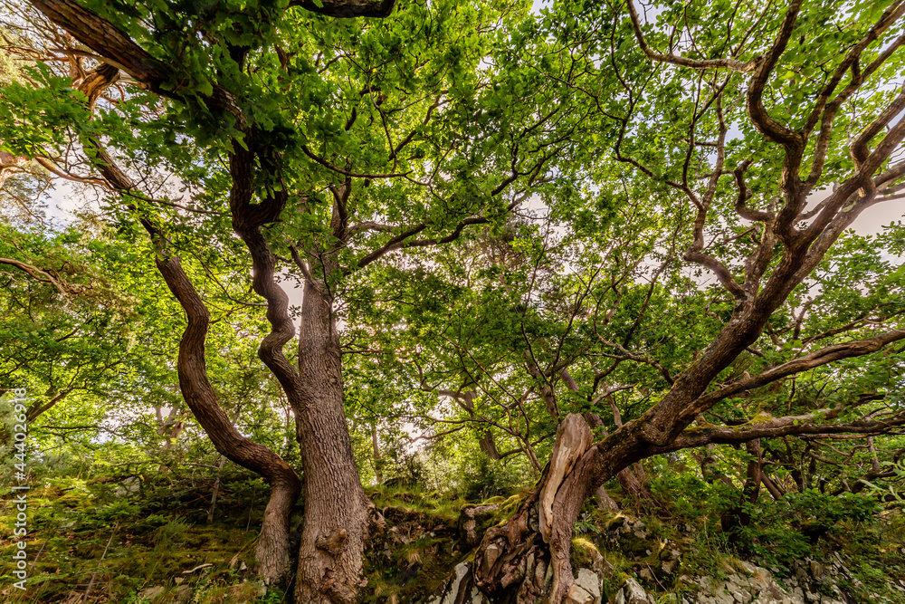 Fototapeta premium Landscapes and nature in Lake District