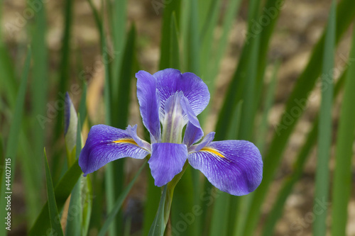 Blue Iris blooming in a garden 