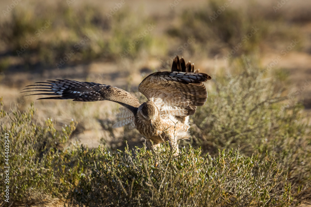 Fototapeta premium Pale Chanting-Goshawk juvenile hunting on ground in Kgalagadi transfrontier park, South Africa; specie Melierax canorus family of Accipitridae