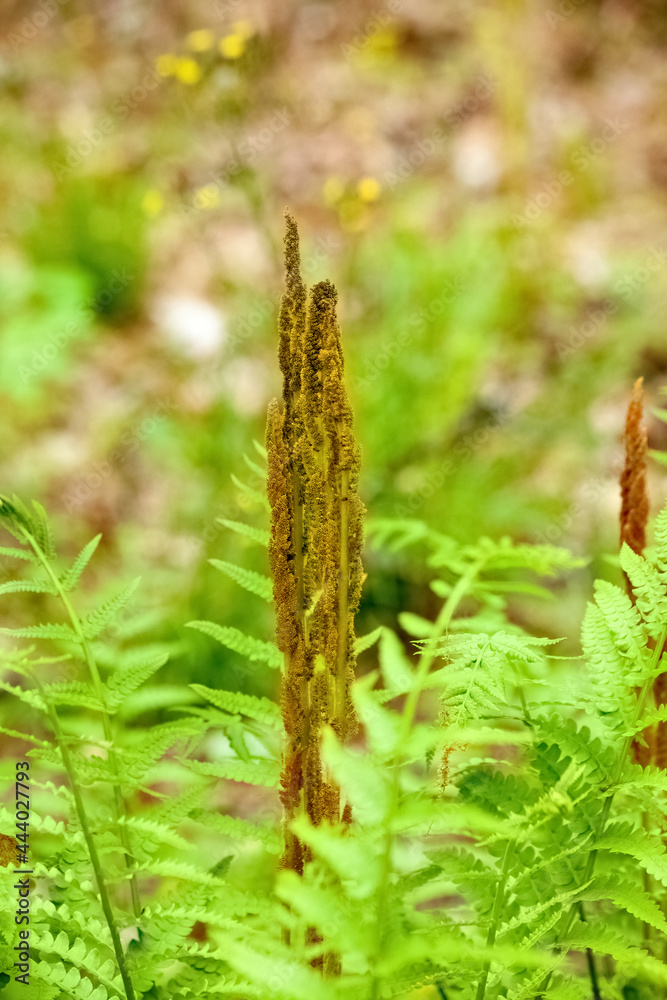 Fototapeta premium Cinnamon fern gone to seed