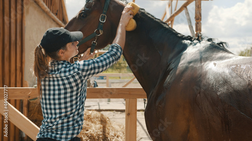Horse owner giving a bath to her seal brown stallion in the stable. With a sponge rubbing the back of her horse. Sunlight hitting the shiny horse coat. Girl dressed in a checked shirt and wearing a