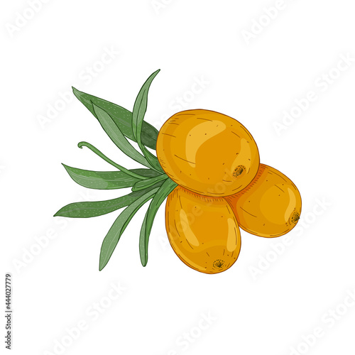Vector illustration of a branch of sea buckthorn with berries isolated on white background