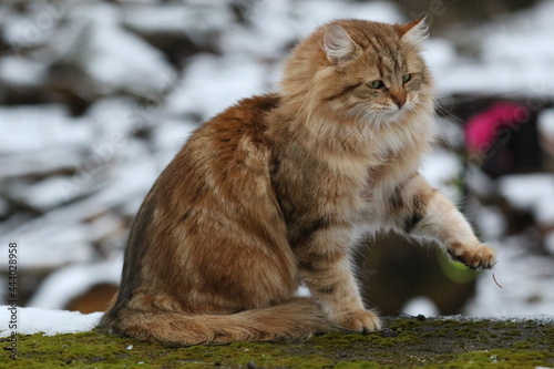 Siberian Cat tabby