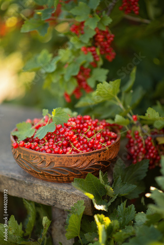 Still-life. A plate with red currants.
