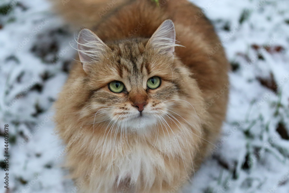 Siberian cat green eyes
