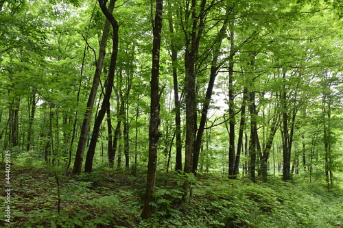 A maple forest in summer, Québec, Canada
