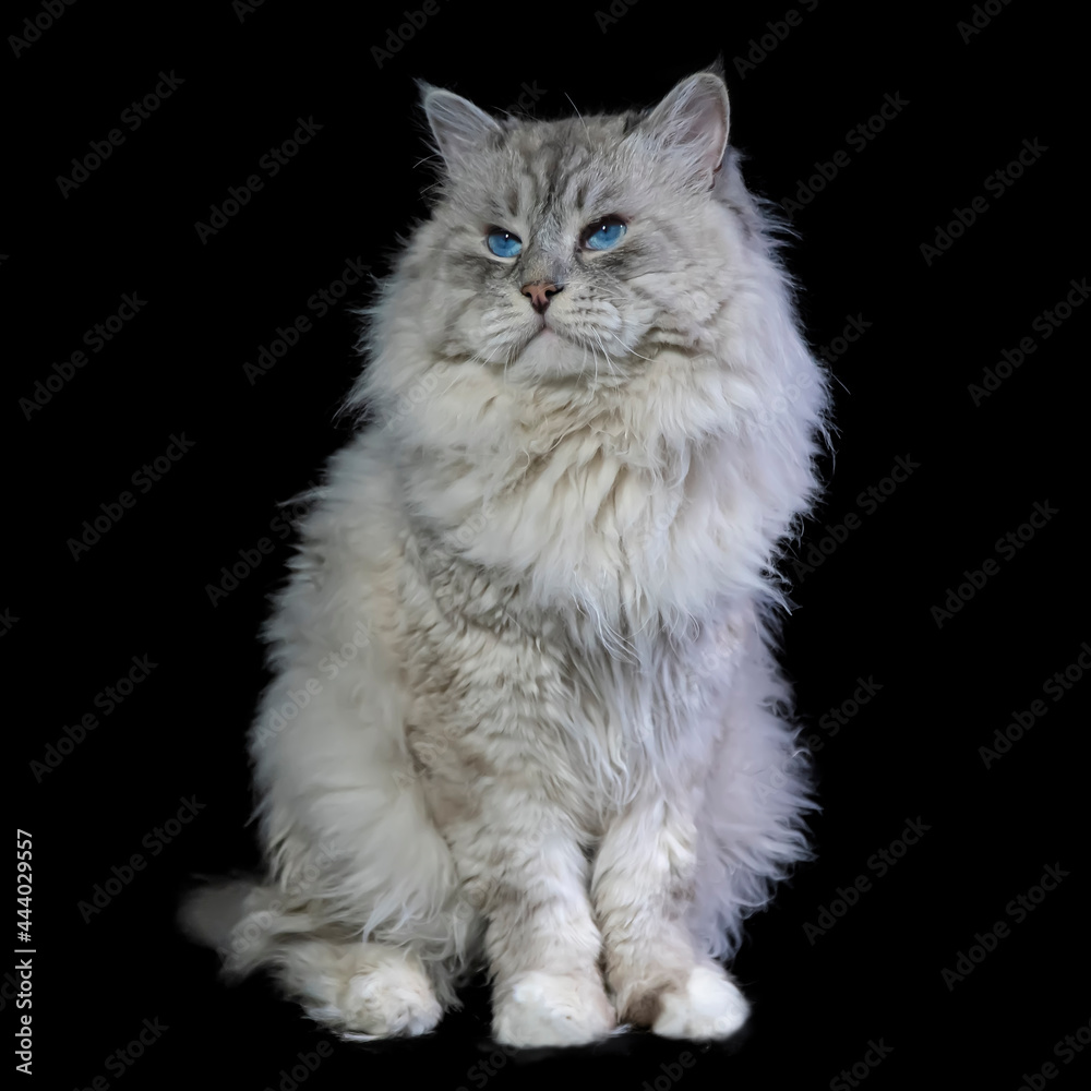 Brutal awesome, smug Siberian color point cat, isolated on black