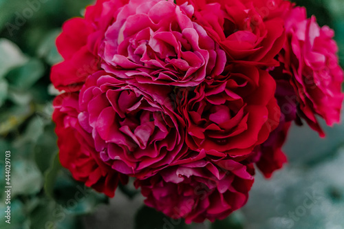 Macro photo of a rose flower growing in the open ground, in natural conditions