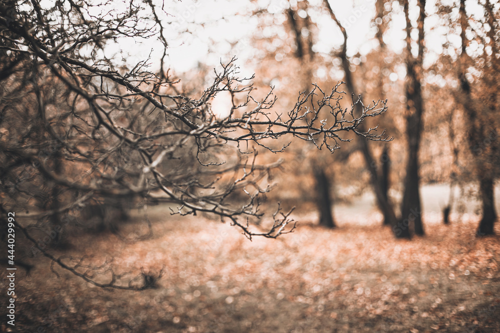Fototapeta premium Beautiful autumn scene with brown branches on blurred falling leaves background. Fall natural outdoor landscape background design for social media, seasonal quotes. Vintage sepia design, copy space