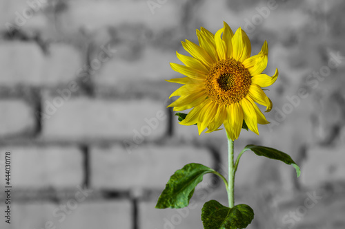 A young flowering sunflower against a brick wall.