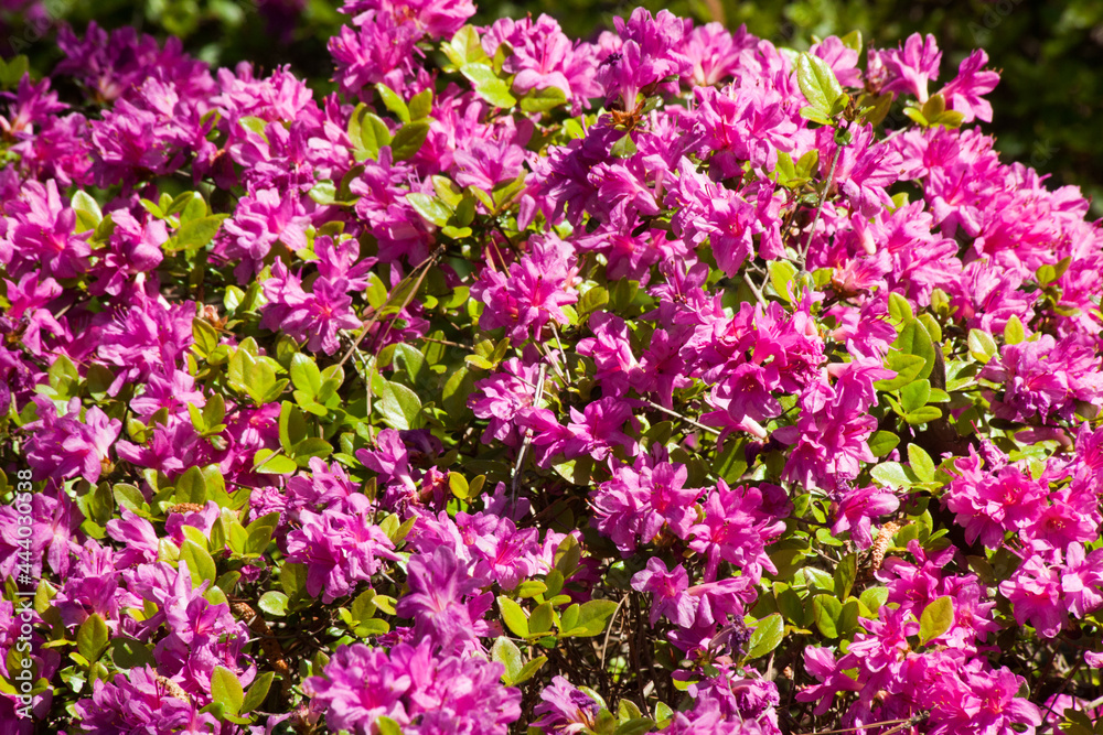 Pink Azalea blooms