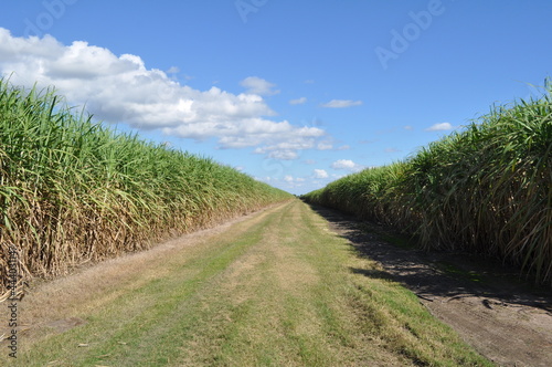  paisaje soleado en plantación de caña de azúcar