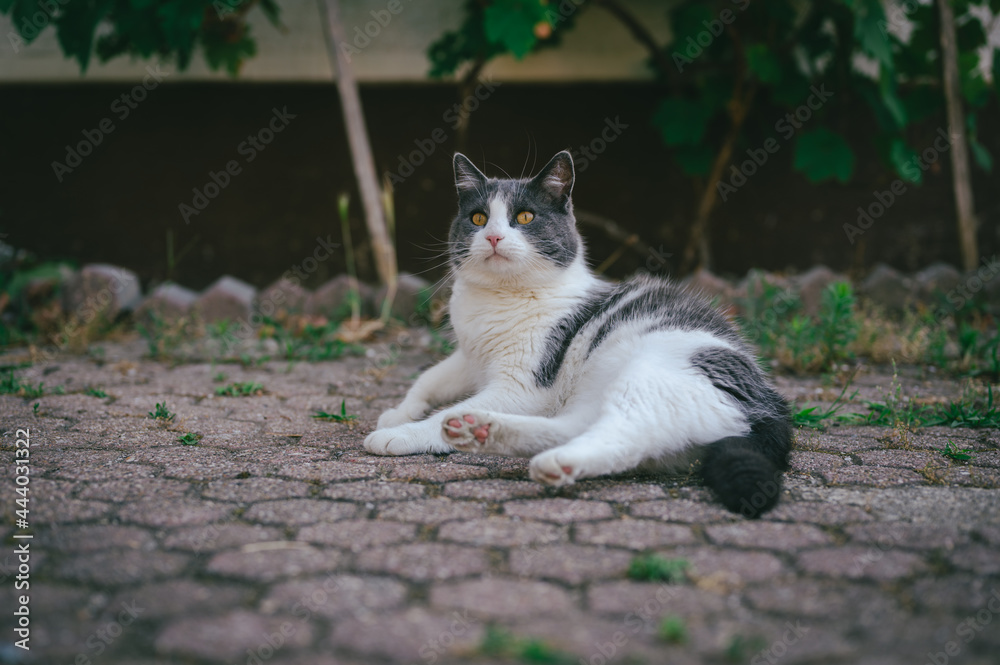 Beautiful domestic cat lying outdoor and curiously looking at something with big orange eyes. Awkward body position. Beautiful domestic cat lying outdoor and curiously looking at something with big orange eyes. Awkward body position.