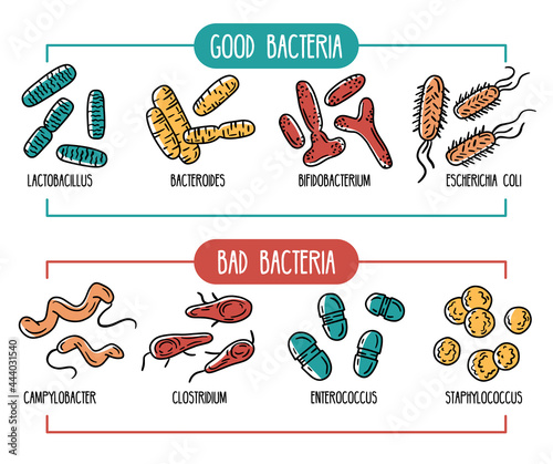 Good and bad bacteria of the intestines and digestive tract. Vector infographics of the human gut microbiota. Lactobacilli and E. coli. Microorganisms in the stomach. photo
