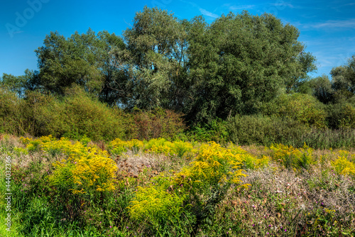 Eine bunte Naturwiese vor einem Waldstück
