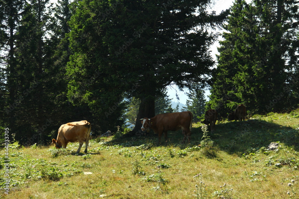 Obraz premium Cows in the high mountain pasture.