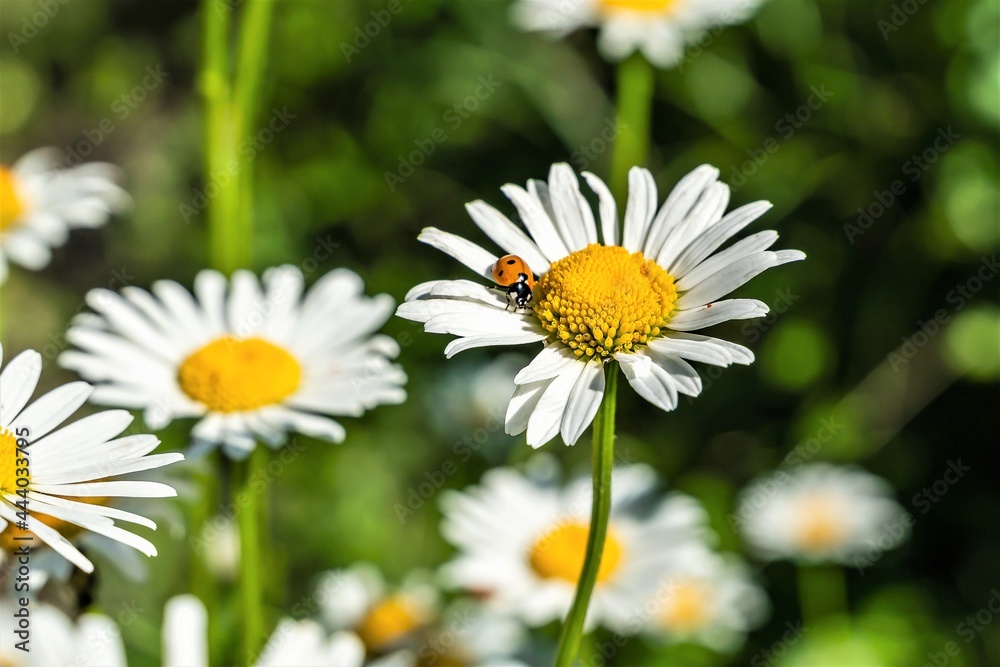 Ladybug on a white chamomile flower as a natural background. Ladybug on a white chamomile flower as a natural background.