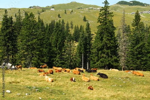 Cows and calf on the high mountain pasture grazing grass.