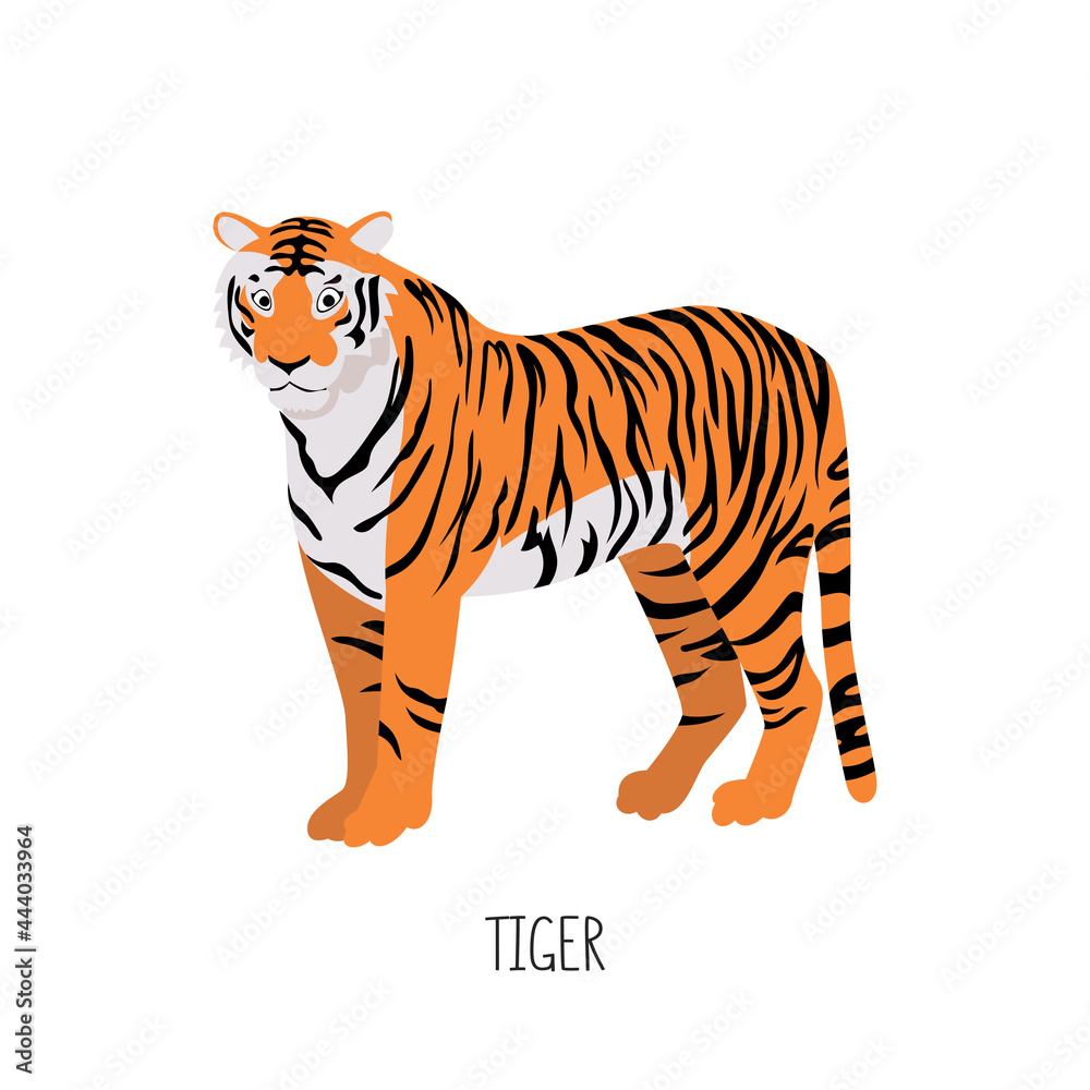 Obraz premium The tiger is a wild cat. Title. Vector flat illustration of animal isolated on white background.