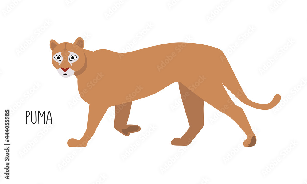 Puma is a wild cat. Title. Vector flat illustration of animal isolated on white background.