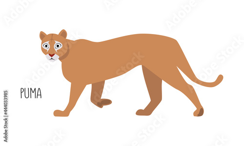 Puma is a wild cat. Title. Vector flat illustration of animal isolated on white background.