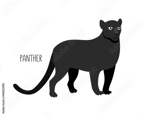 Panther is a wild cat. Title. Vector flat illustration of animal isolated on white background.