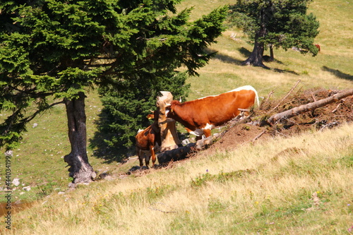 ow, old one, with young calf in the mountains.