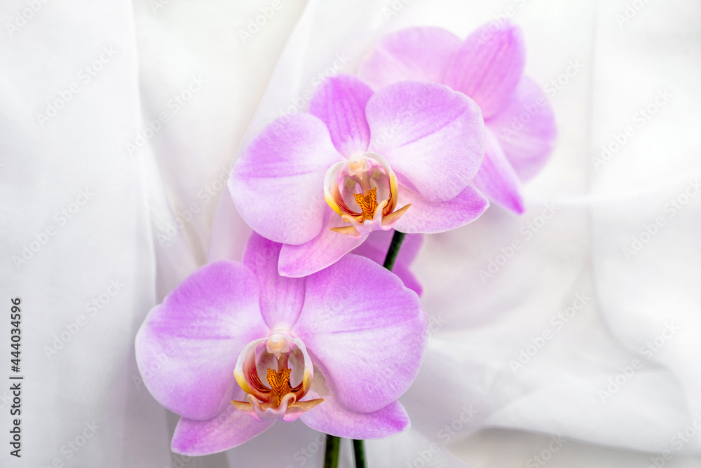 Obraz premium The branch of purple orchids on white fabric background