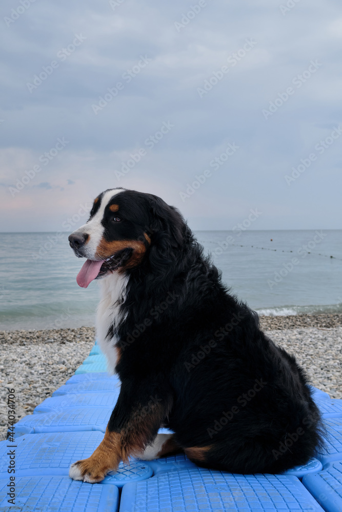 Large thoroughbred dog on vacation on seaside looks ahead and enjoys life. Charming Bernese Mountain Dog sits on blue plastic pier that goes out to sea.