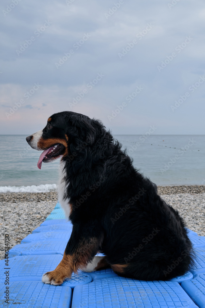 Large thoroughbred dog on vacation on seaside looks ahead and enjoys life. Charming Bernese Mountain Dog sits on blue plastic pier that goes out to sea. Large thoroughbred dog on vacation on seaside looks ahead and enjoys life. Charming Bernese Mountain Dog sits on blue plastic pier that goes out to sea.