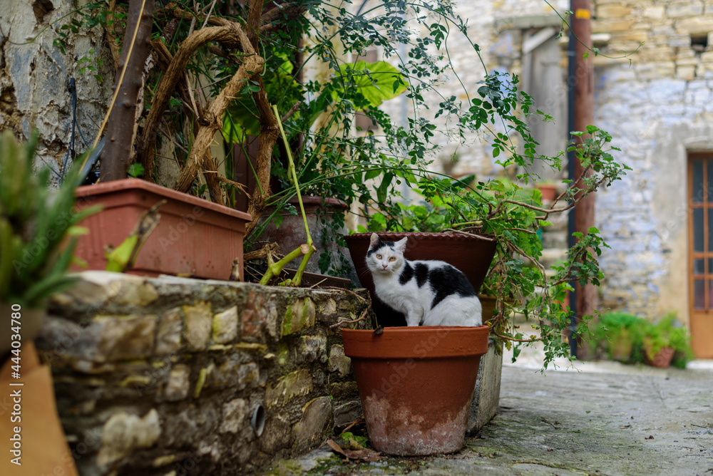 Cozy streets of famous Lefkara village, Cyprus. Cat and home plants in pots