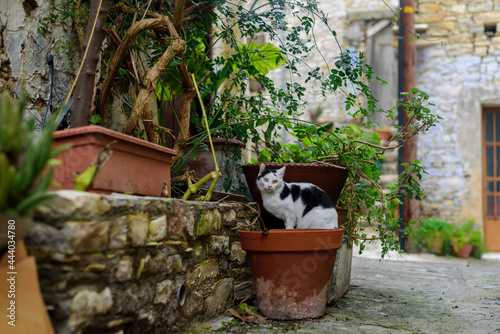 Cozy streets of famous Lefkara village, Cyprus. Cat and home plants in pots