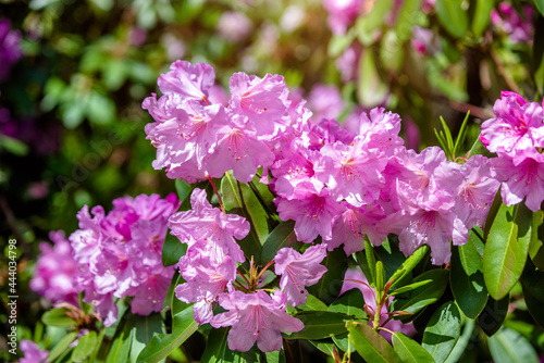 pink rhododendron blooms in the Botanical garden 