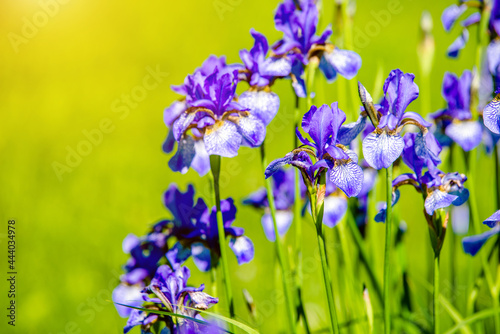 Fototapeta Naklejka Na Ścianę i Meble -  Blue irises bloom in the botanical garden

