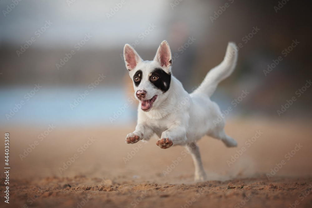 Black and white male mixed breed dog running along the sandy beach against the backdrop of a fresh summer landscape. Paws in the air. The mouth is open. Crazy dog