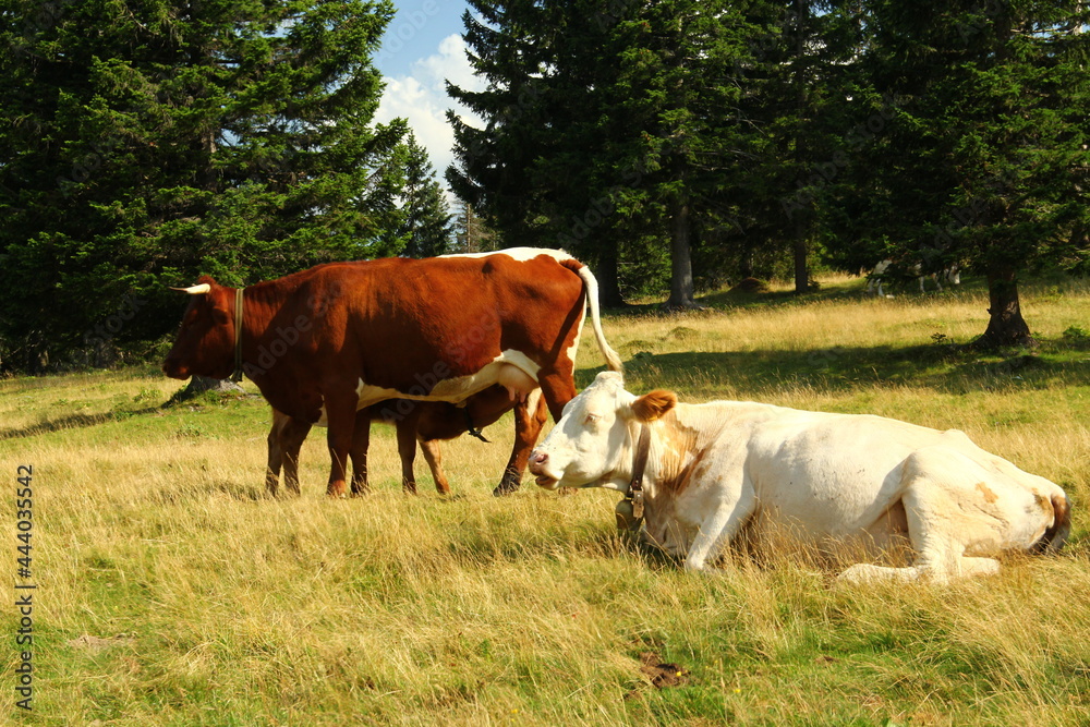 Cows grazing grass on high meadow pastures in mountains. Cows grazing grass on high meadow pastures in mountains.