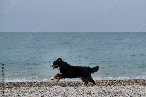 Active and energetic walk with dog in fresh air by pond. Side view. Bernese Mountain Dog runs merrily along pebble beach and enjoys life.