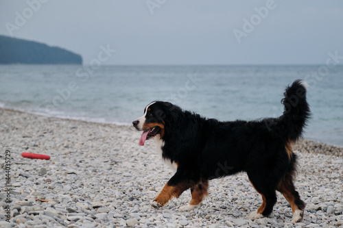 Active and energetic walk with dog in fresh air by the pond. Side view. Bernese Mountain Dog walks merrily along pebble beach and enjoys life.