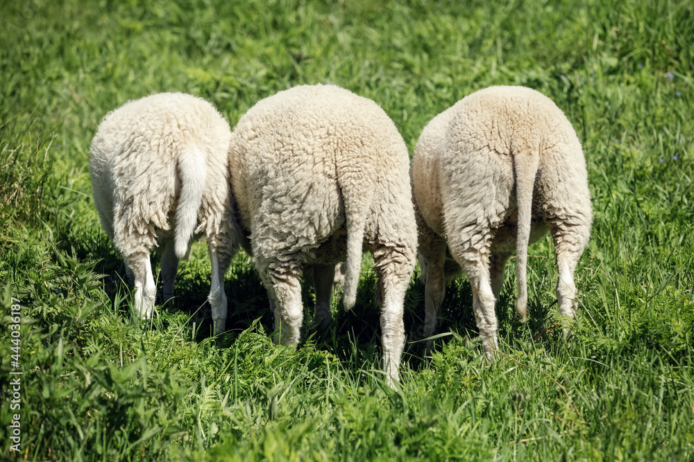 Three young lambs were photographed from the back in a green mea Three young lambs were photographed from the back in a green mea