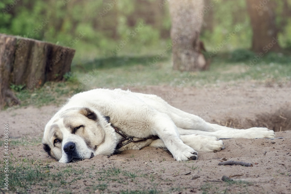 Dreamy Asian Shepherd dog lie on the ground and looking at us.