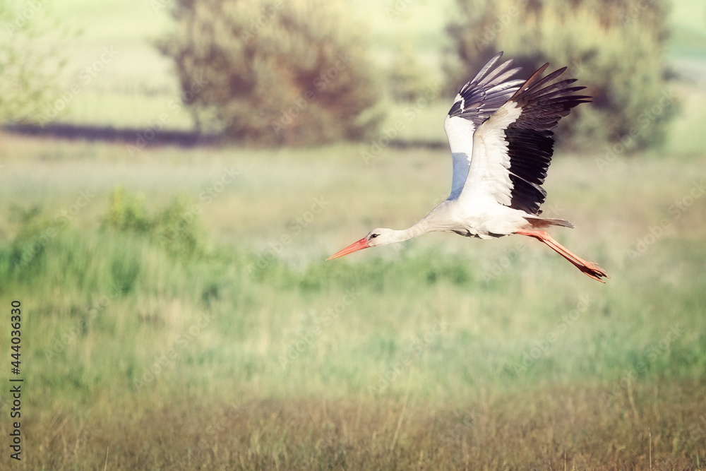 Naklejka premium A white Lithuanian stork rising to flight