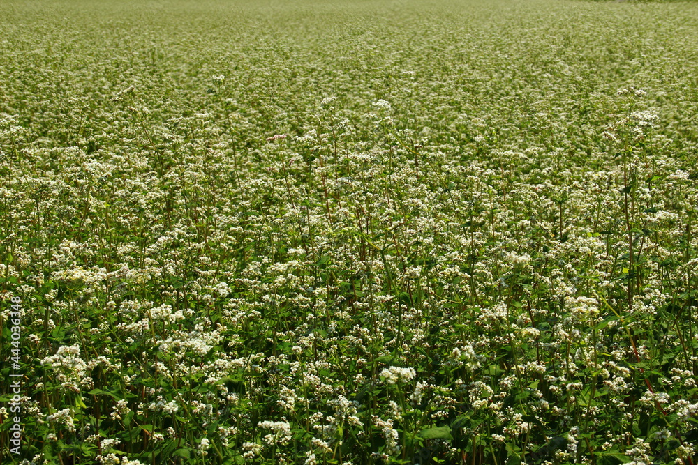 Blossom of buckwheat in full blossoming during summer. Ripe will be harvested in October. Blossom of buckwheat in full blossoming during summer. Ripe will be harvested in October.