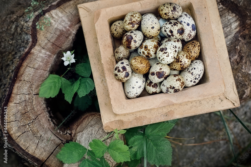 Quail eggs in the old, rustic furnace tile plate, put on the grass, to compose for easter holidays Quail eggs in the old, rustic furnace tile plate, put on the grass, to compose for easter holidays