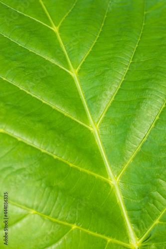 Close-up photo of large golden teak leaf pattern texture background.